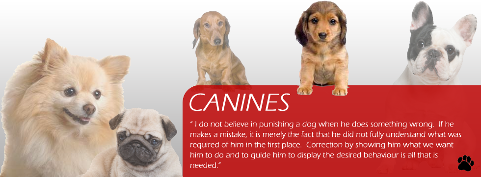 icon-Canine Dog Training